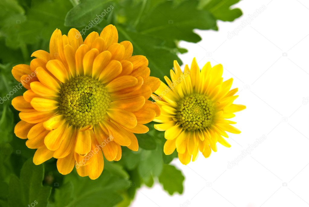 Yellow chrysanthemum bouquet i