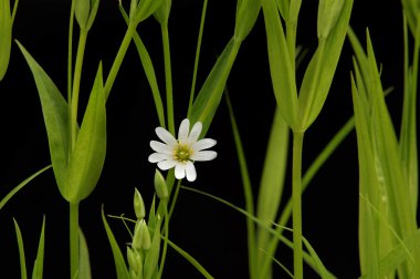 Small white camomile on the black clipart