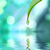 Картина, постер, плакат, фотообои "leaf and water drop", артикул 2622683