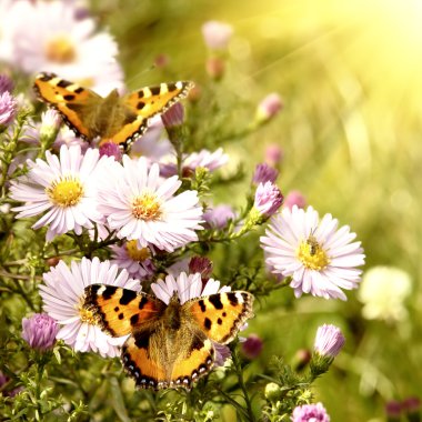 Two butterfly on flowers clipart