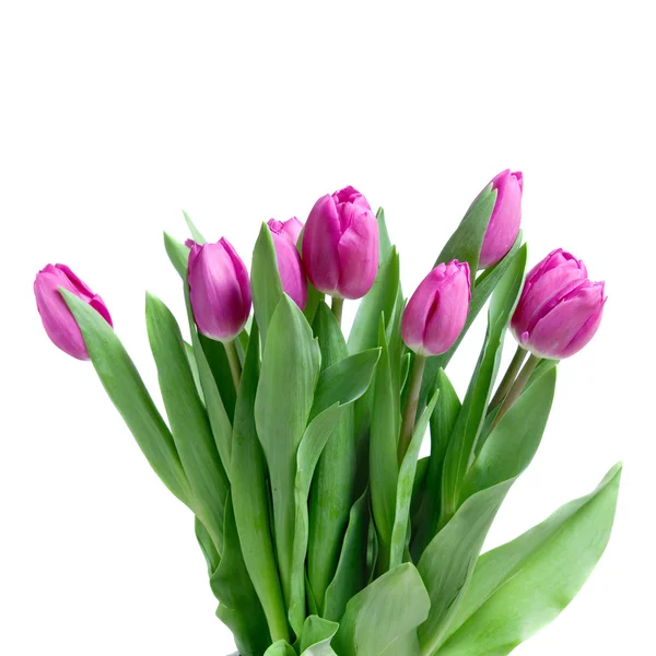 Tulipani rosa da primo piano — Foto Stock