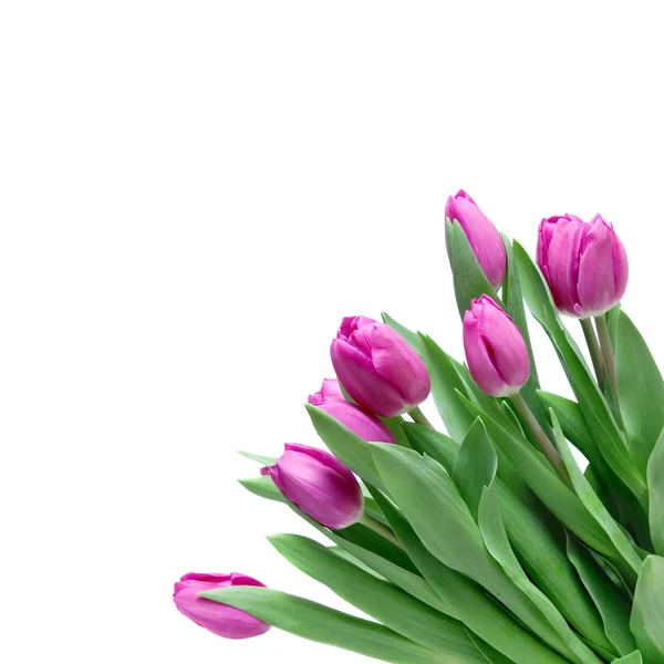 Nahaufnahme rosa Tulpen — Stockfoto