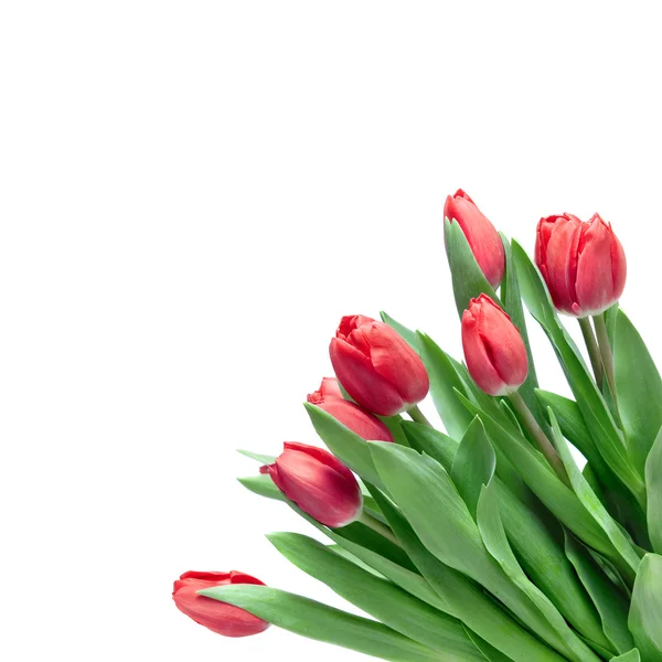 Tulipanes rojos de primer plano aislados en blanco — Foto de Stock
