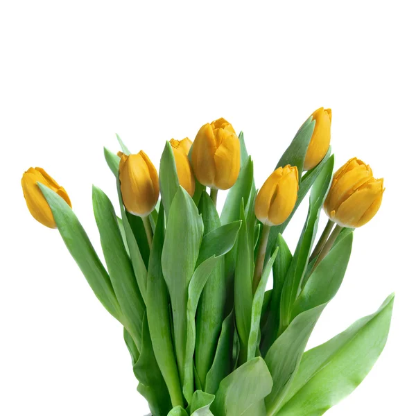 Close-up yellow tulips isolated on whit — Stock Photo, Image