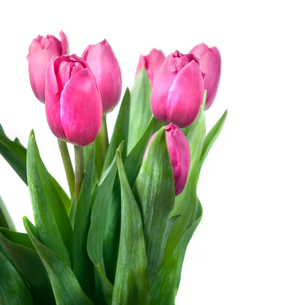 Szczegół różowe tulipany — Zdjęcie stockowe