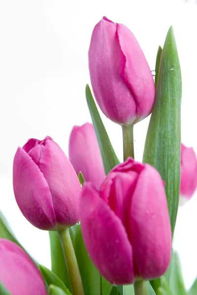 Tulipani rosa da primo piano — Foto Stock