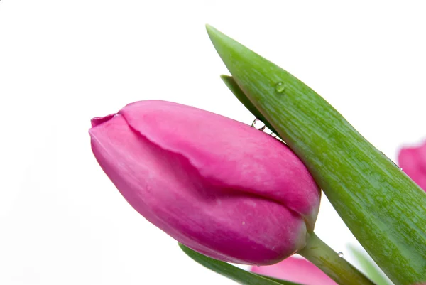 Σταγόνα νερό στο ροζ tulip — Φωτογραφία Αρχείου