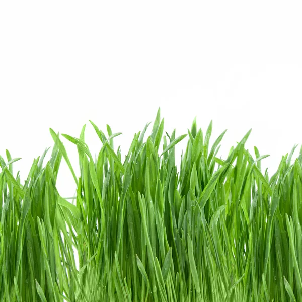 Närbild grönt gräs isolerad på vit — Stockfoto