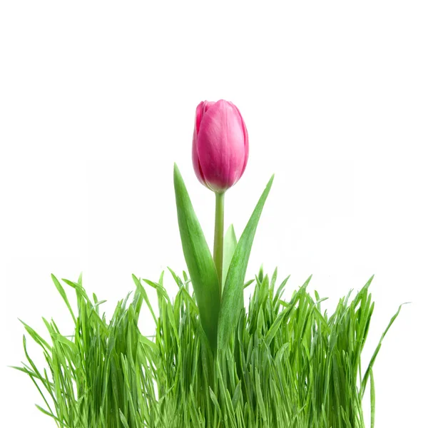 Close-up pink tulips — Stock Photo, Image