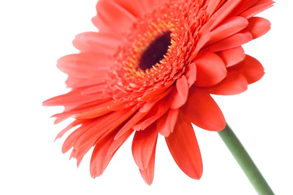 Makro av röda daisy-gerbera — Stockfoto