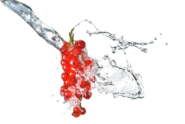 Redcurrant and water drops isolated — Stock Photo, Image