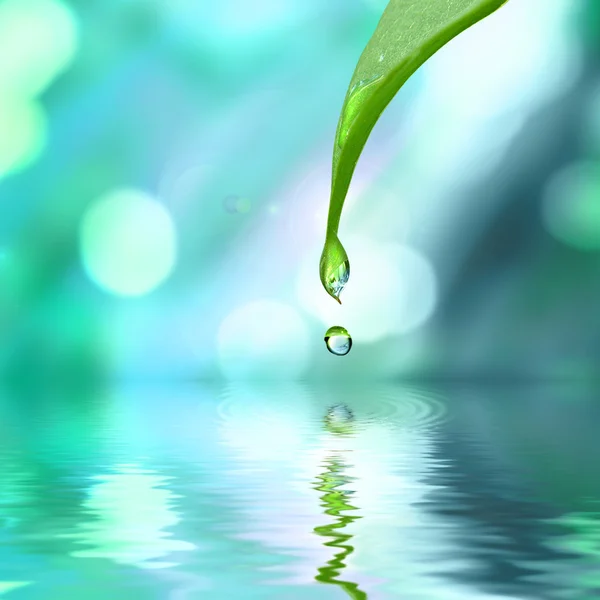 Yaprak ve su damla — Stok fotoğraf