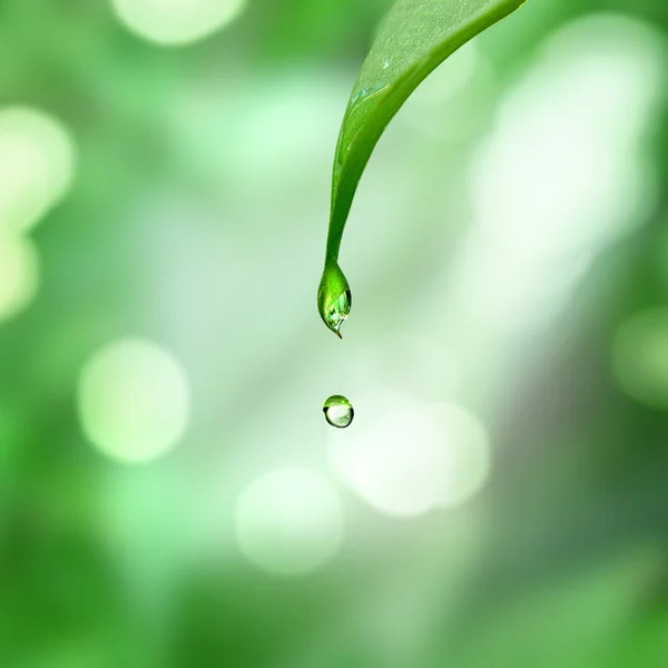 Löv och vatten droppe — Stockfoto
