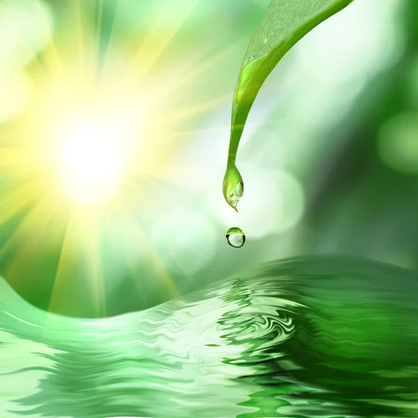 Капля листьев и воды Стоковое Изображение
