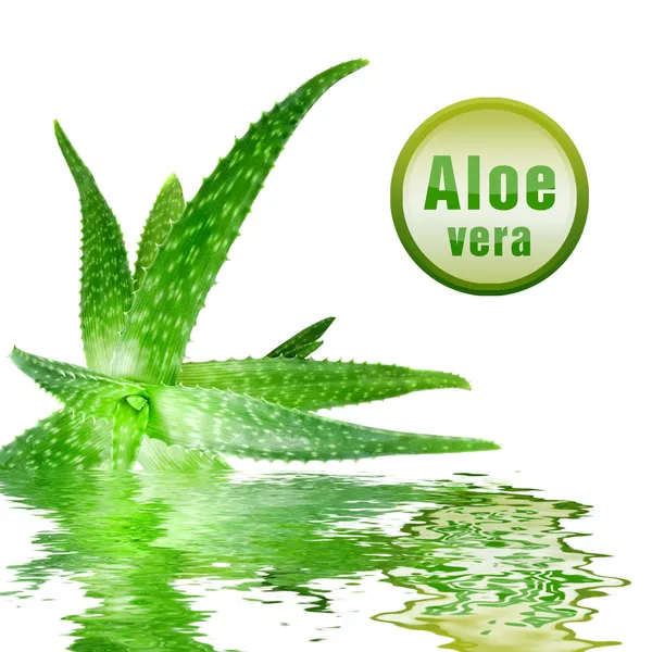 Grüne Aloe Vera mit Symbol — Stockfoto