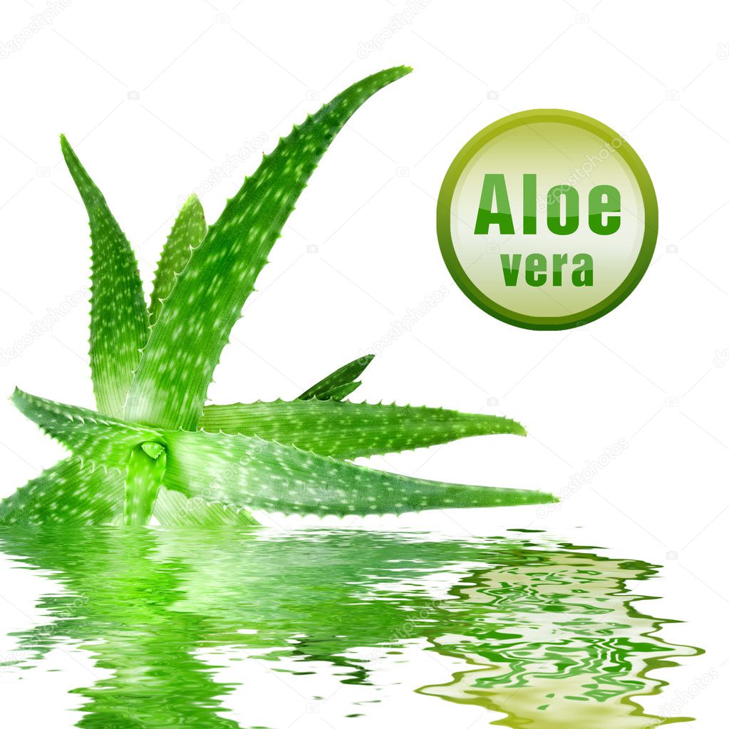Green aloe vera with icon