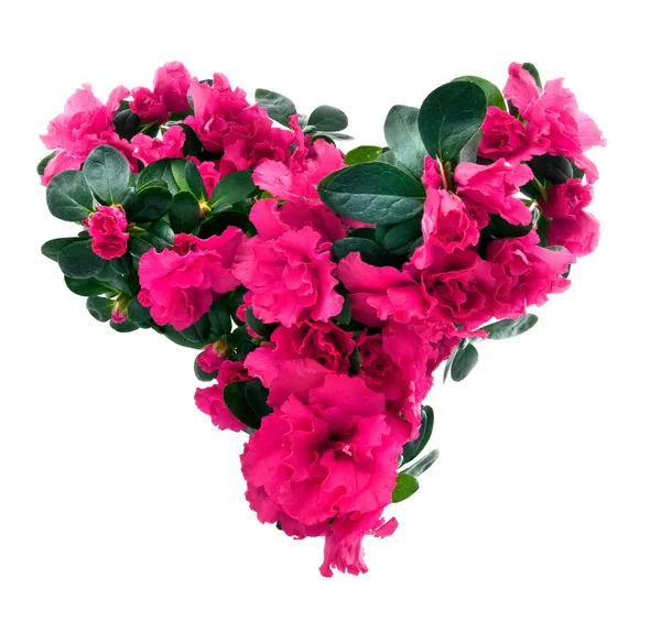 Corazón de flores de azalea — Foto de Stock