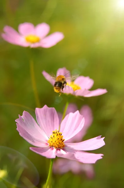 Fliegende Biene über den Blumen — Stockfoto