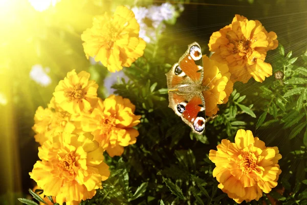 Motýl na žlutých květinách — Stock fotografie