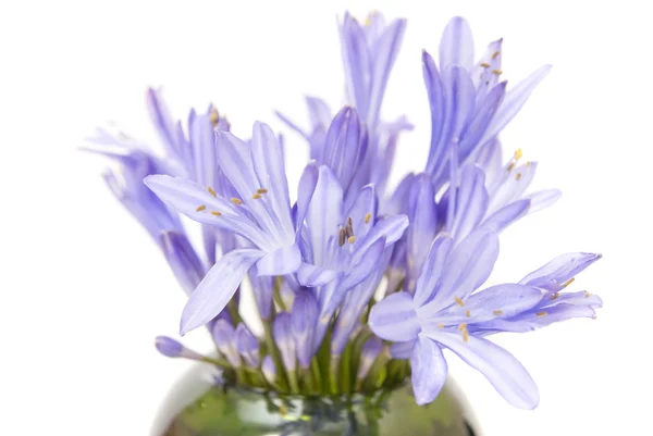 Kék tavaszi virágok — Stock Fotó