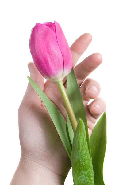 孤立在白色的手和粉红郁金香 — 图库照片