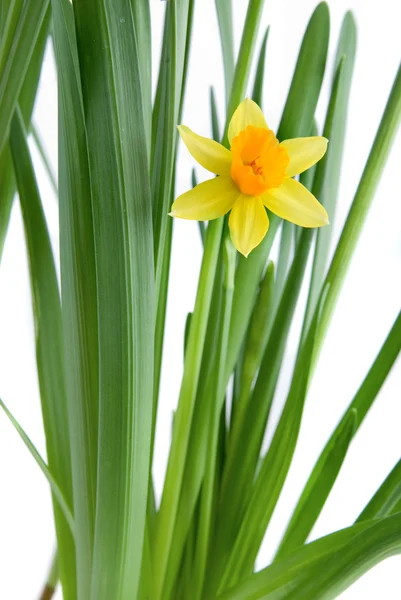 Narcissus isolated on white — Stock Photo, Image