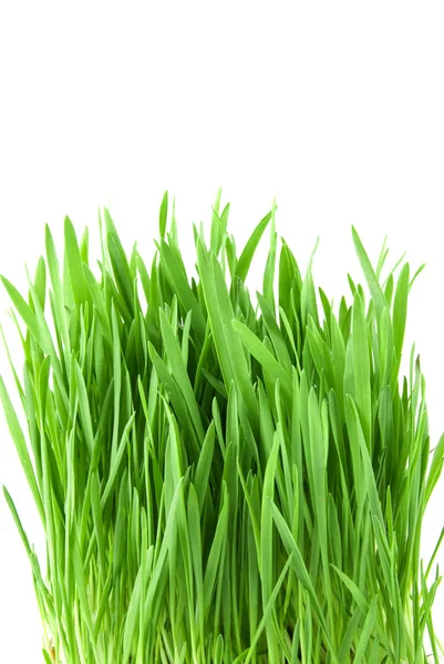Yakın çekim yeşil çim üzerinde beyaz izole — Stok fotoğraf