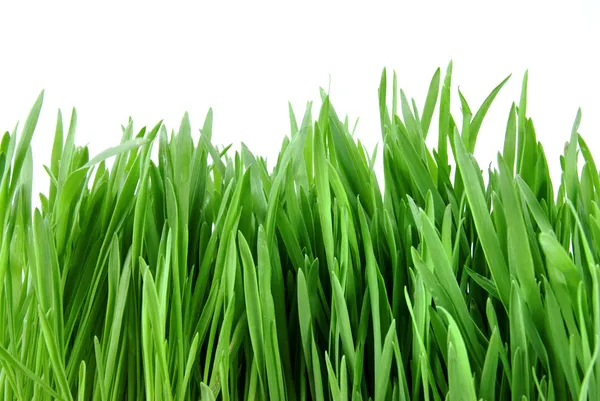 Närbild grönt gräs isolerad på vit — Stockfoto