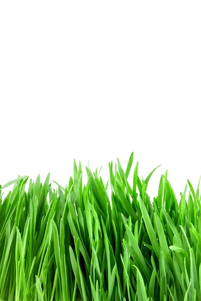 Close-up grama verde — Fotografia de Stock