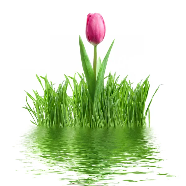 Violette Tulpe und grünes Gras — Stockfoto