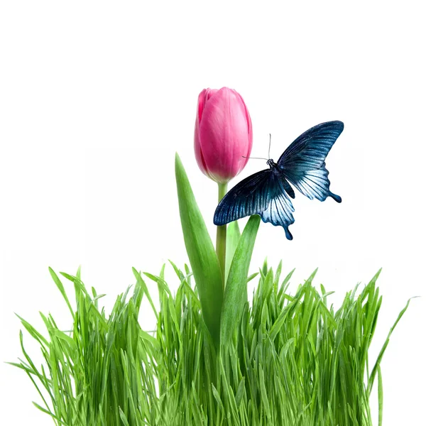 Motyl na tulipan fioletowy — Zdjęcie stockowe