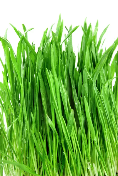 Close-up groen gras — Stockfoto