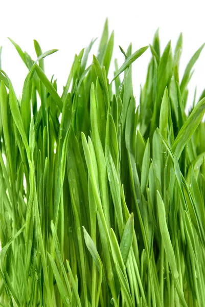 Close-up grünes Gras isoliert auf weiß — Stockfoto