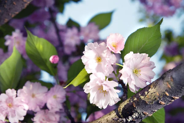 Lente bloesem van paarse sakura — Stockfoto