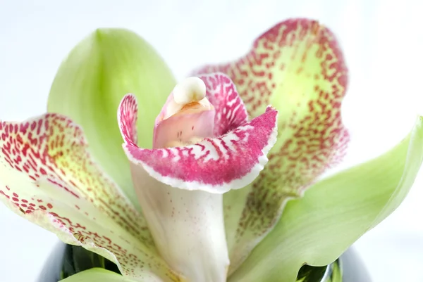 Zelený orchidej — Stock fotografie