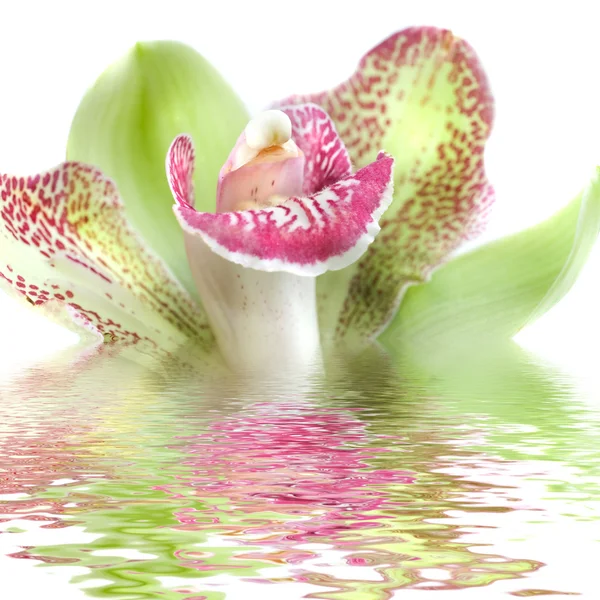 Orchidée verte — Photo