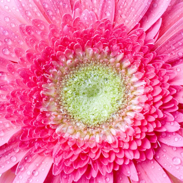 Růžová gerbera sedmikrásky kapkami vody — Stock fotografie