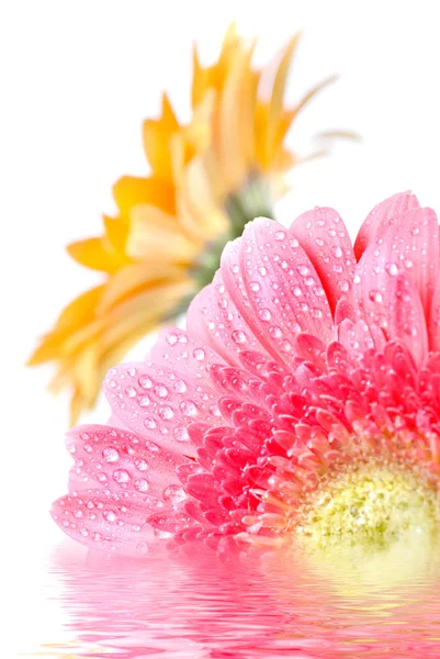 Różowy stokrotka gerbera z kropli wody — Zdjęcie stockowe