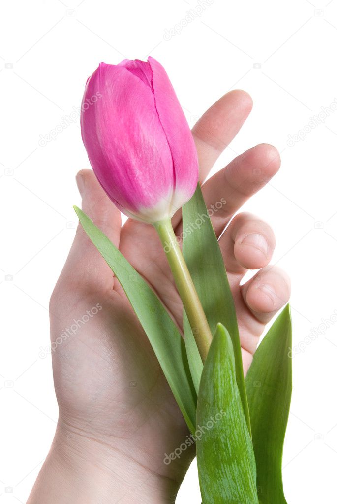 Hand and pink tulip isolated on white