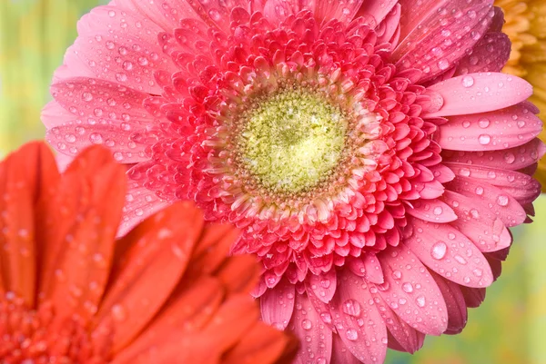 Pink daisy-gerbera with water drops — Stock Photo, Image
