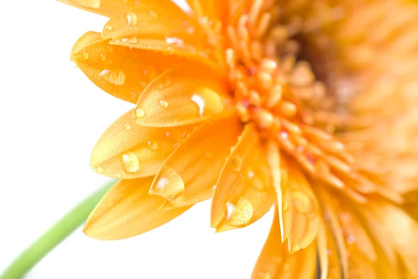 Makro av gult daisy-gerbera huvud — Stockfoto
