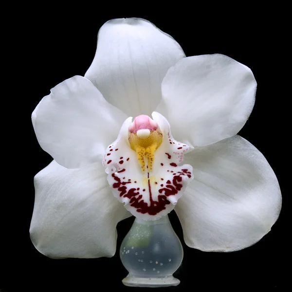 Закрыть белую орхидею, изолированную на черном — стоковое фото