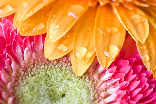 Macro of yellow and pink daisy-gerbera — Stock Photo, Image