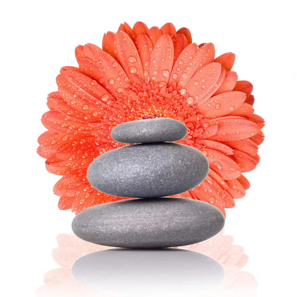 Spa stones with red gerbera isolated — Stock Photo, Image