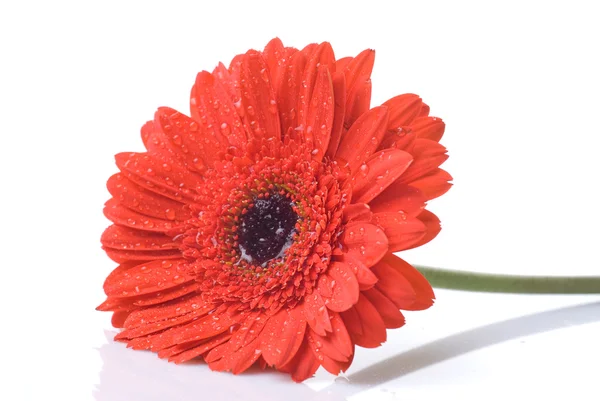 Röd daisy-gerbera med vattendroppar — Stockfoto
