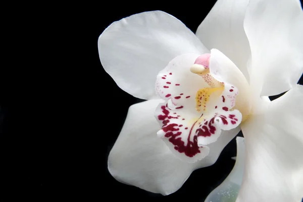 Закрыть белую орхидею, изолированную на черном — стоковое фото