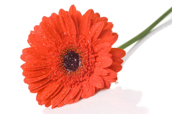 Rode daisy-gerbera met waterdruppels — Stockfoto