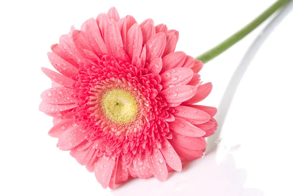 Rosa Gänseblümchen-Gerbera mit Wassertropfen — Stockfoto