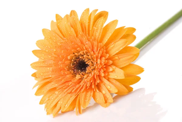 黄色雏菊非洲菊与水滴 — 图库照片