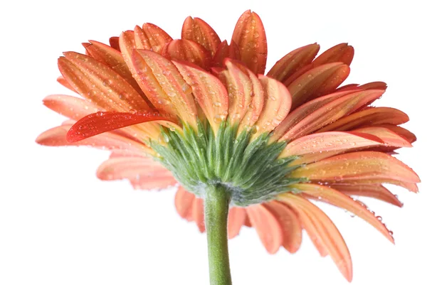 红色雏菊非洲菊与水滴 — 图库照片